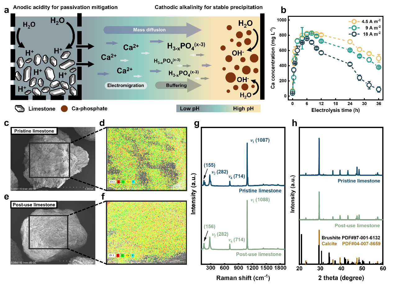 图2 阳极酸性实现持续抗钝化及高效钙释放.png